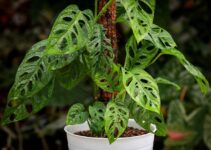 Bringing Home the Swiss Cheese: A Guide to Adanson’s Monstera Care